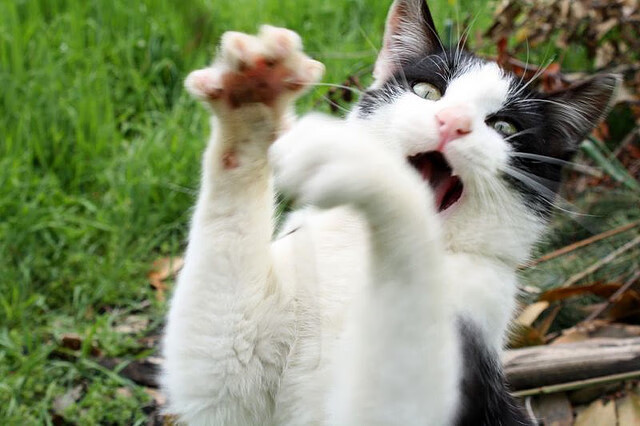 开云体育中国-当沉默之城沸腾，绝杀豪门之夜与霍勒迪的孤星抉择