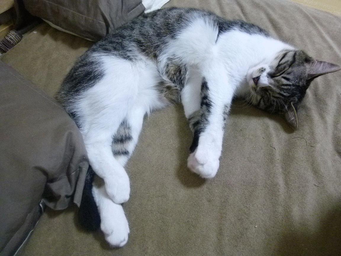 篮网完胜青岛队,东契奇统治全场,一场超越胜负的篮球对话