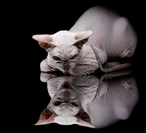 冰原破壁，当法网完胜澳网成为梅德韦杰夫带队取胜的符号