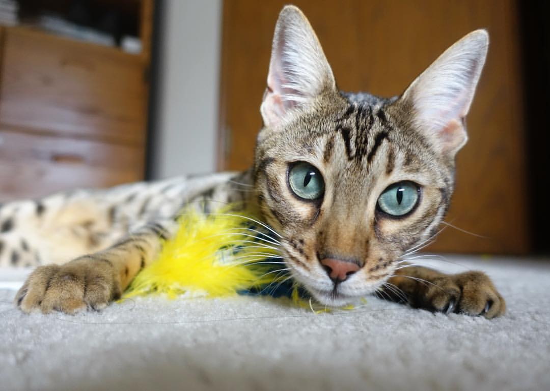 双星耀巴林,当F1引擎咆哮遇见内马尔的桑巴之舞