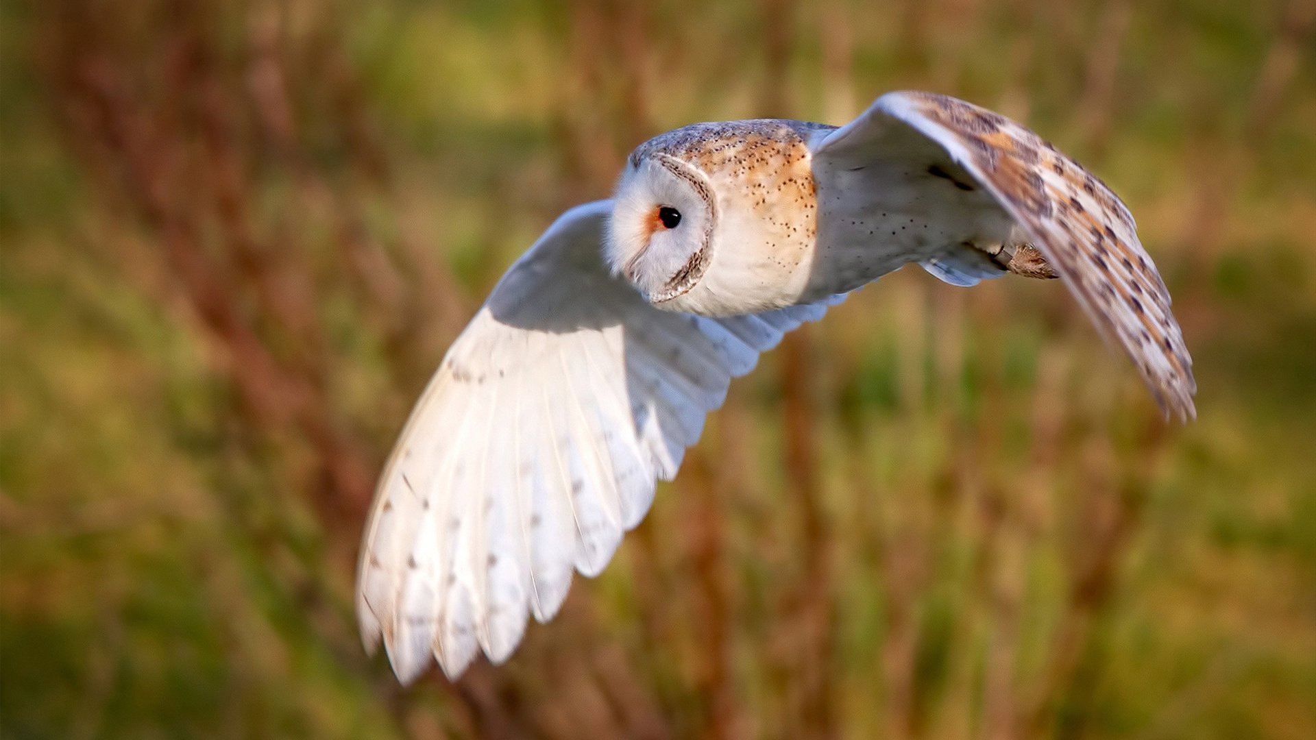 开拓者击退步行者，贝恩末节三分+关键防守加冕关键先生