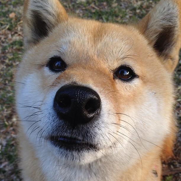 开云体育APP下载-心碎之地绽放双生花，基米希的救赎与塞维利亚的逆袭铭刻欧战之夜