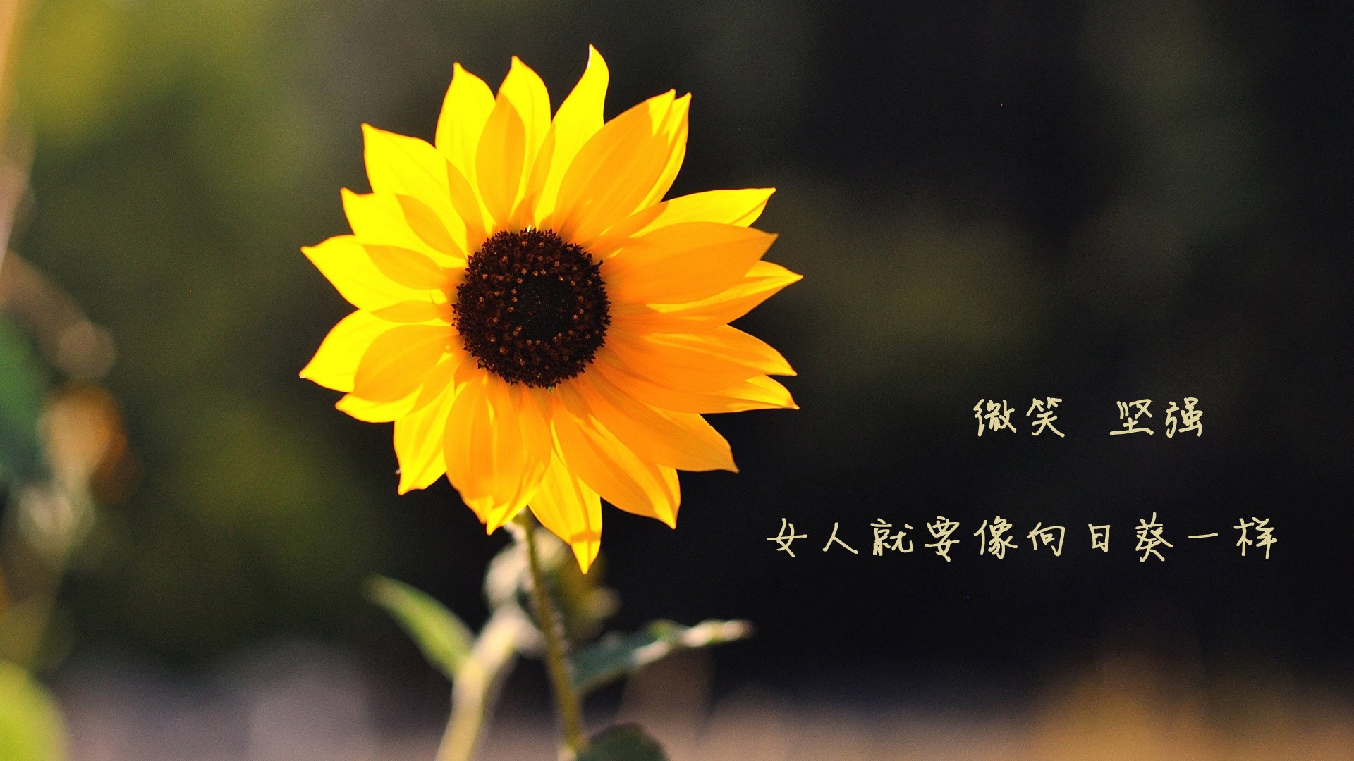 开云体育官网-雷霆万钧骤息声，福克斯的魔笛终章步行者战术交响乐