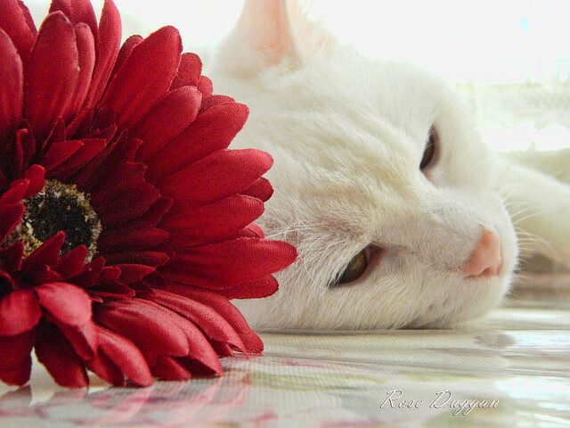 开云体育中国-绿茵场上的进站窗口，乌拉圭如何用F1式战术压制波兰